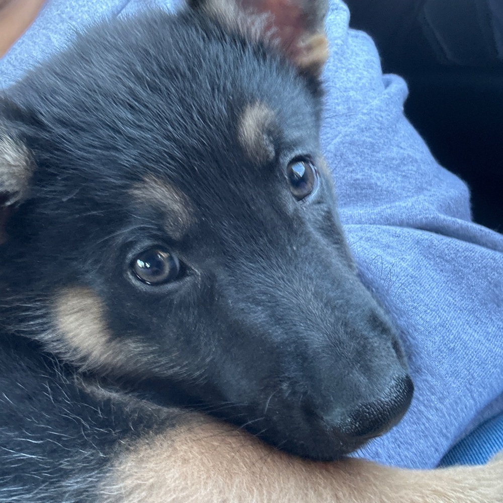 Meet your Posher, Bella